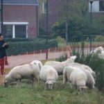 Goirlenet_schapen_heeshoek_2020_1